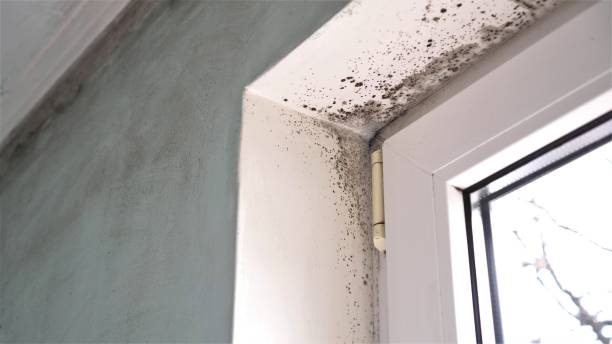 Best Local Mold Removal Service  in Libby, MT
