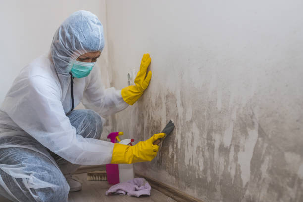 Libby, MT Mold Removal Company