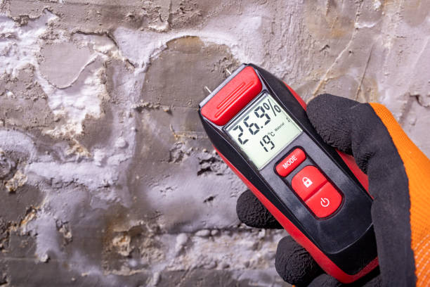 Best Black Mold Removal  in Libby, MT