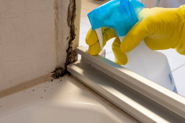 Best Mold Testing  in Libby, MT