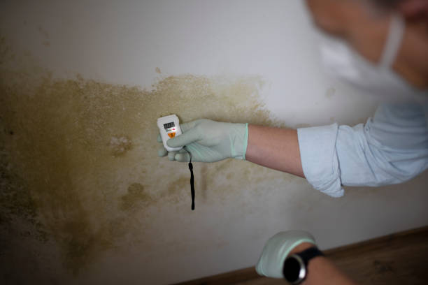 Best Professional Mold Removal  in Libby, MT
