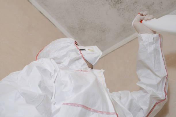 Best Mold Cleaning Services  in Libby, MT