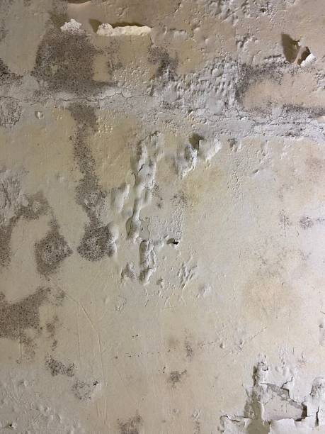 Best Certified Mold Removal  in Libby, MT