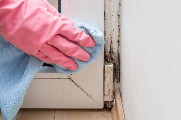 Best Mold Testing  in Libby, MT